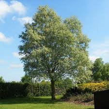 white willow tree