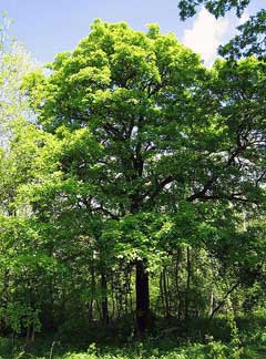 wild service tree