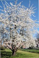 wild cherry prunus avium