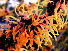 Wych Hazel (Hamamelis)