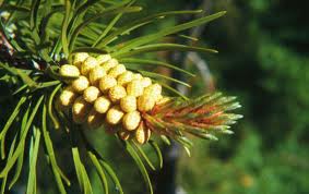 lodgepole pine pinus contorta