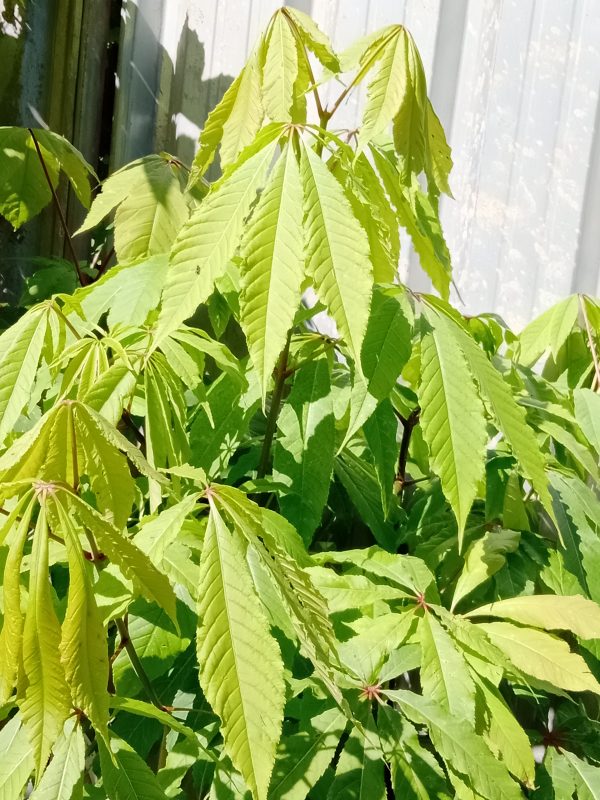 INDIAN HORSE CHESTNUT