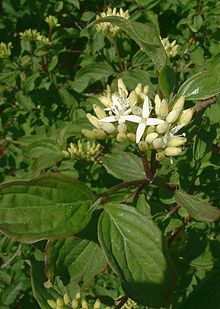 Common Dogwood -Cornus Sanquinea