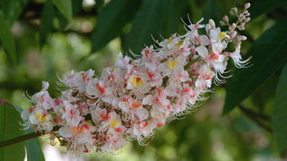 Indian horse chestnut