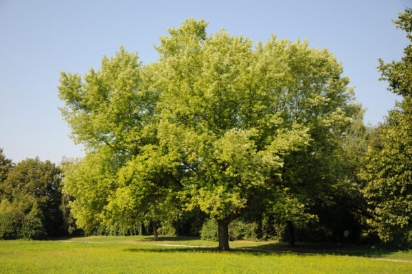 Silver Maple (Acer Saccharinum)