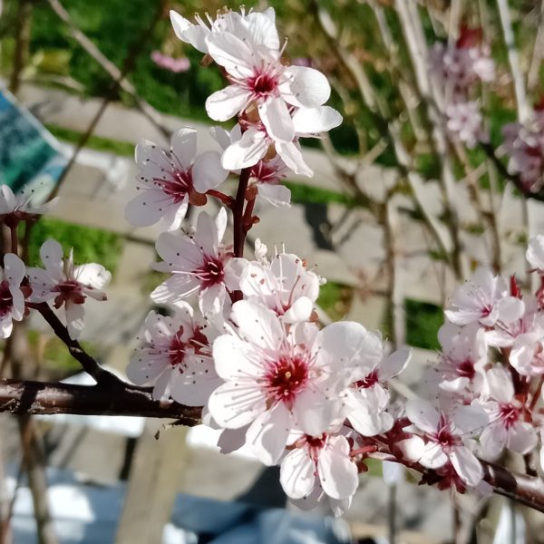 Cherry Prunus Shogetsu