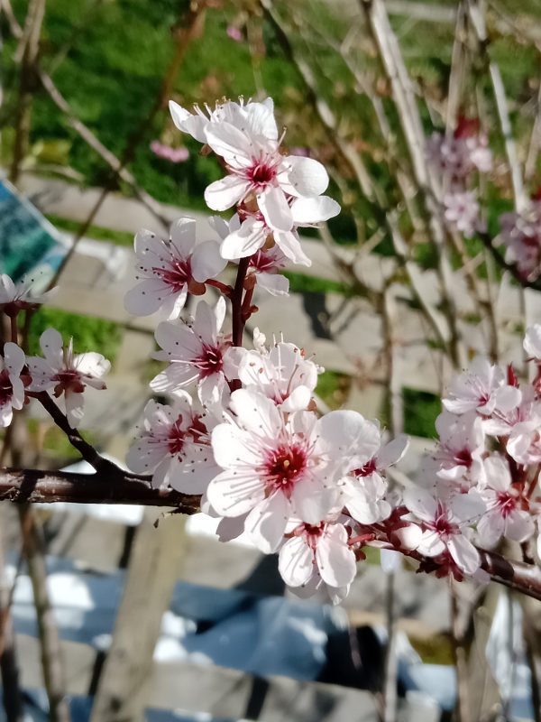 Cherry Prunus Shogetsu