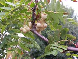 Kashmir Rowan (sorbus cashmiriana)