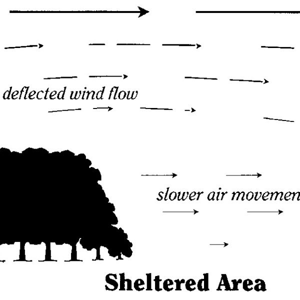 Optimal shelterbelt/windbreak