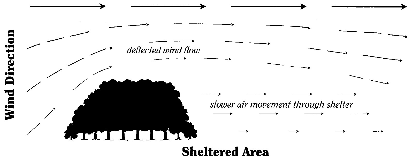 Illustration of wind flow and shelter created by a shelterbelt