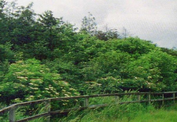Shelterbelt with a sloping profile