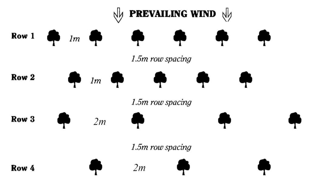 The design and planting layout of the OSB