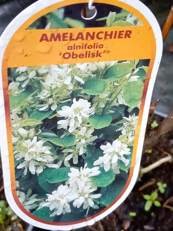 Amelanchier - Image 2