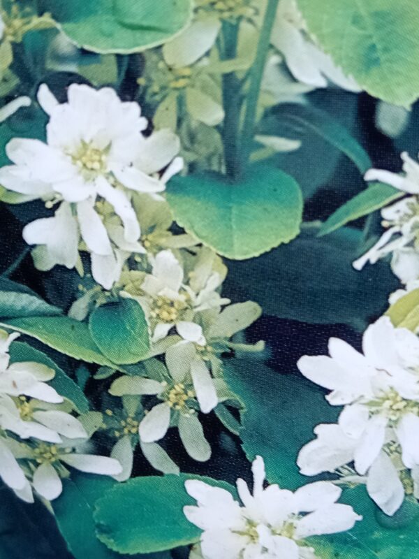 Amelanchier