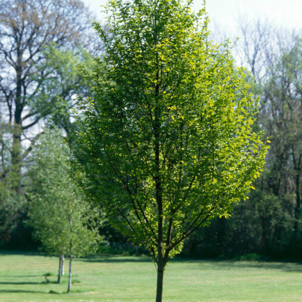 Carpinus betulus Fastigiata