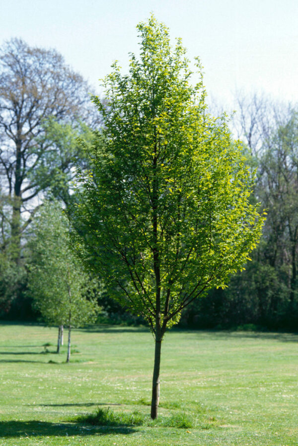Carpinus betulus Fastigiata