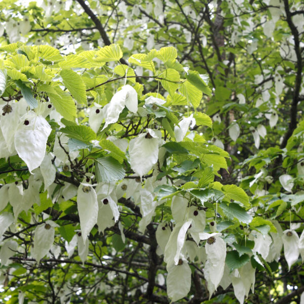 dove tree