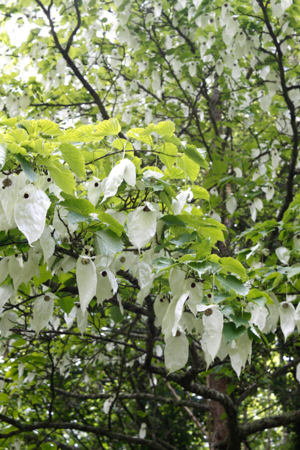 dove tree