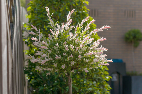 Flamingo Willow