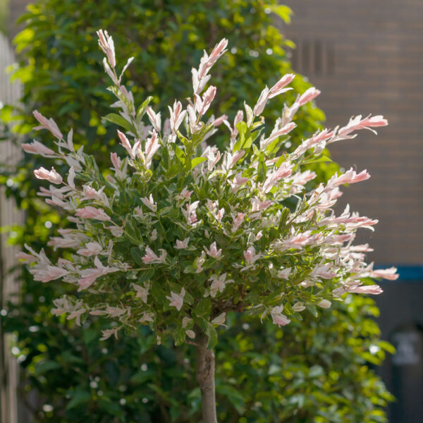 Flamingo Willow