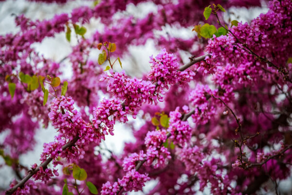 Judas Tree