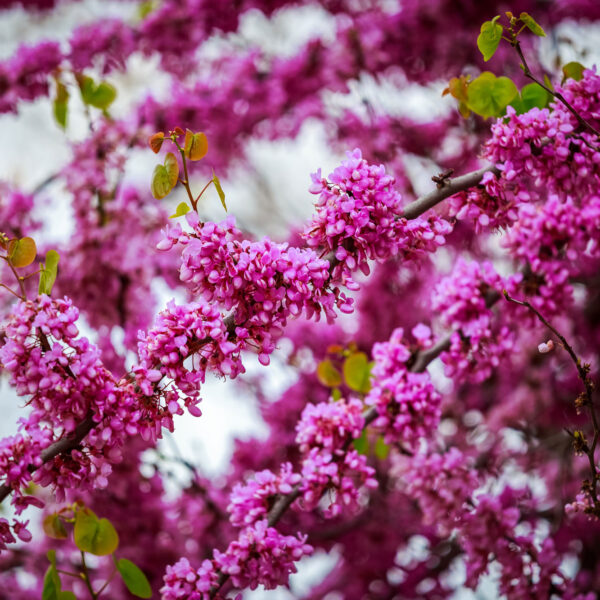 Judas Tree