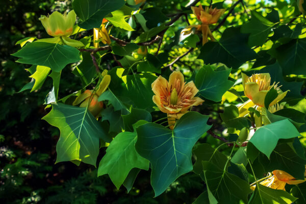 Tulilp Tree