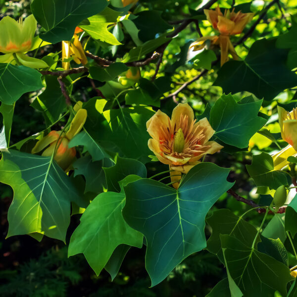 Tulilp Tree