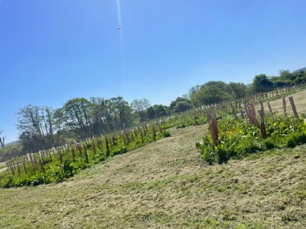 OSB planting