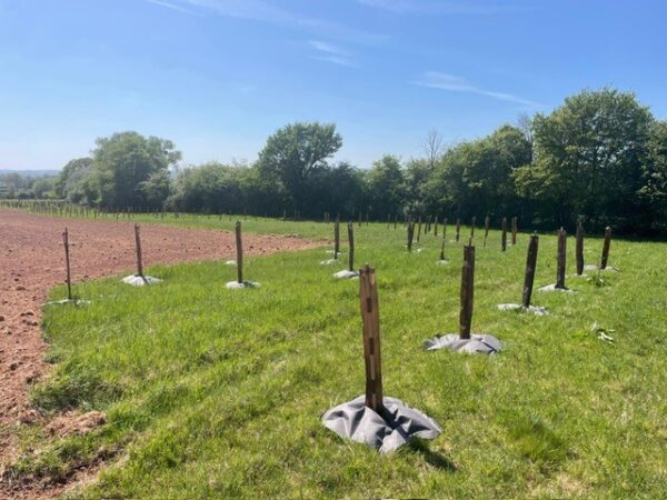 Shelterbelt planting