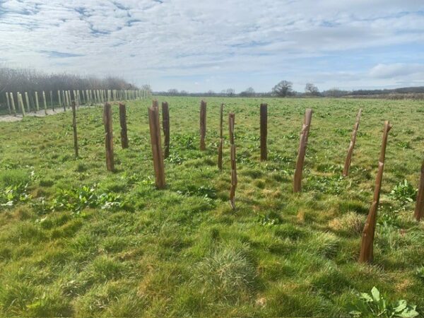 Shelterbelt planting