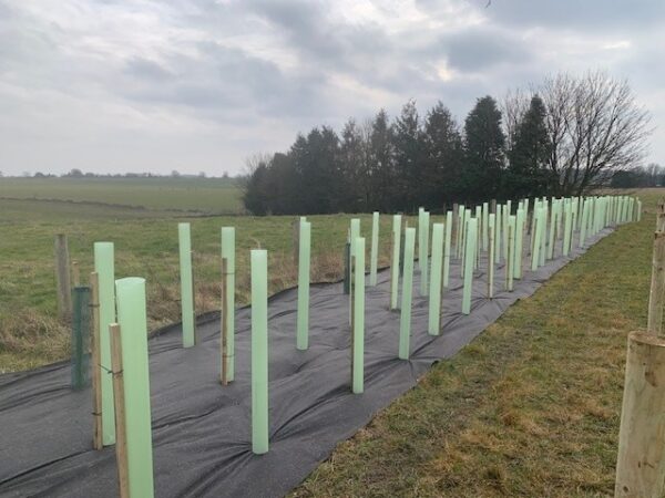 Shelterbelt planting