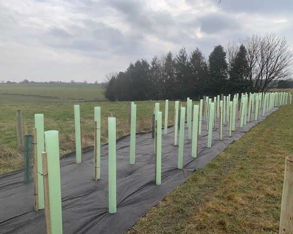 Windbreaks & Shelterbelts