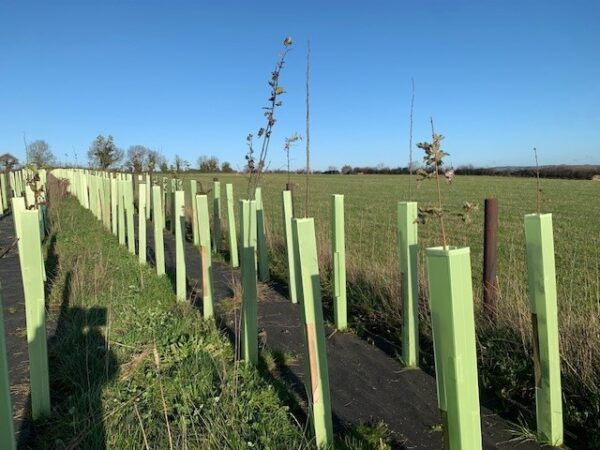 Shelterbelt planting