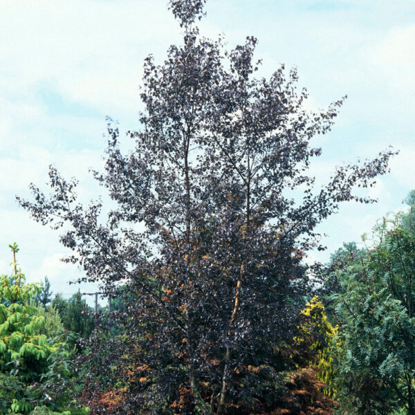 Purple Birch Betula Purpurea