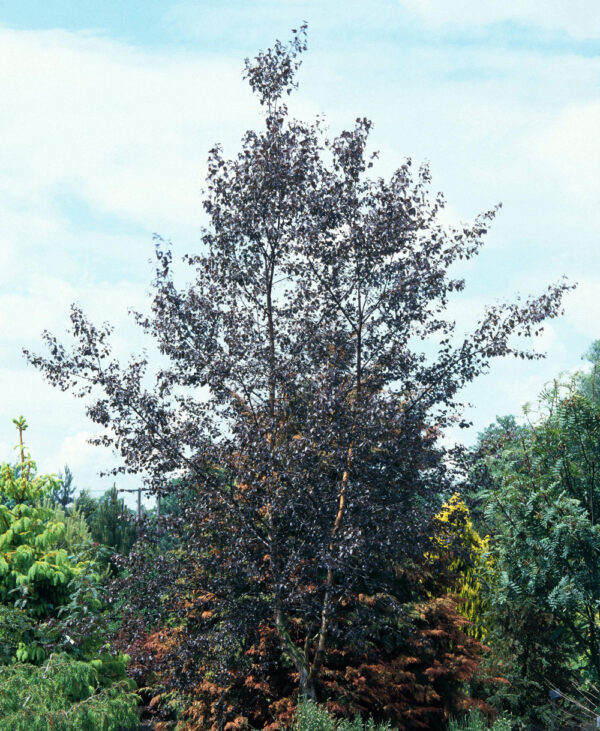 Purple Birch Betula Purpurea
