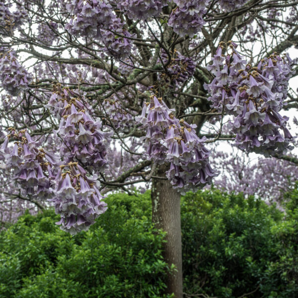Foxglove Tree or Empress Tree