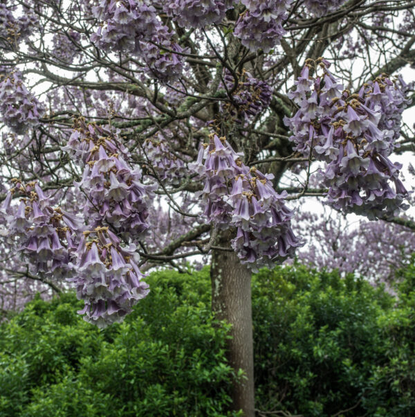 Foxglove Tree or Empress Tree