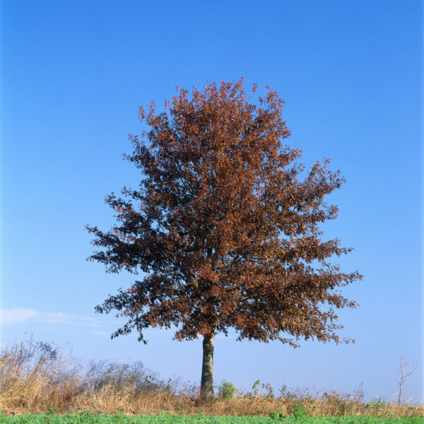 Pin Oak Tree or Swamp Spanish Oak Tree