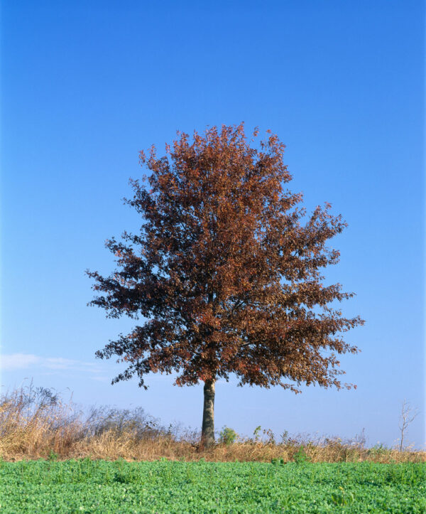 Pin Oak Tree or Swamp Spanish Oak Tree